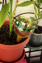 Kit Arte en Botellas Conservador de Plantas-20.webp